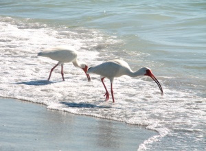 witte ibissen op zoek naar eten | Fort De Soto